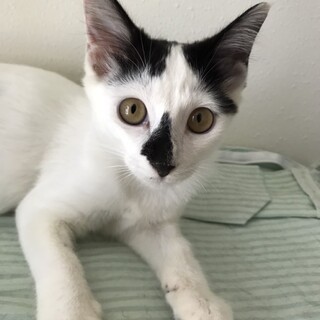 甘えん坊な黒白ちゃん