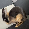 お腹の白いかわいいネザーランドドワーフ