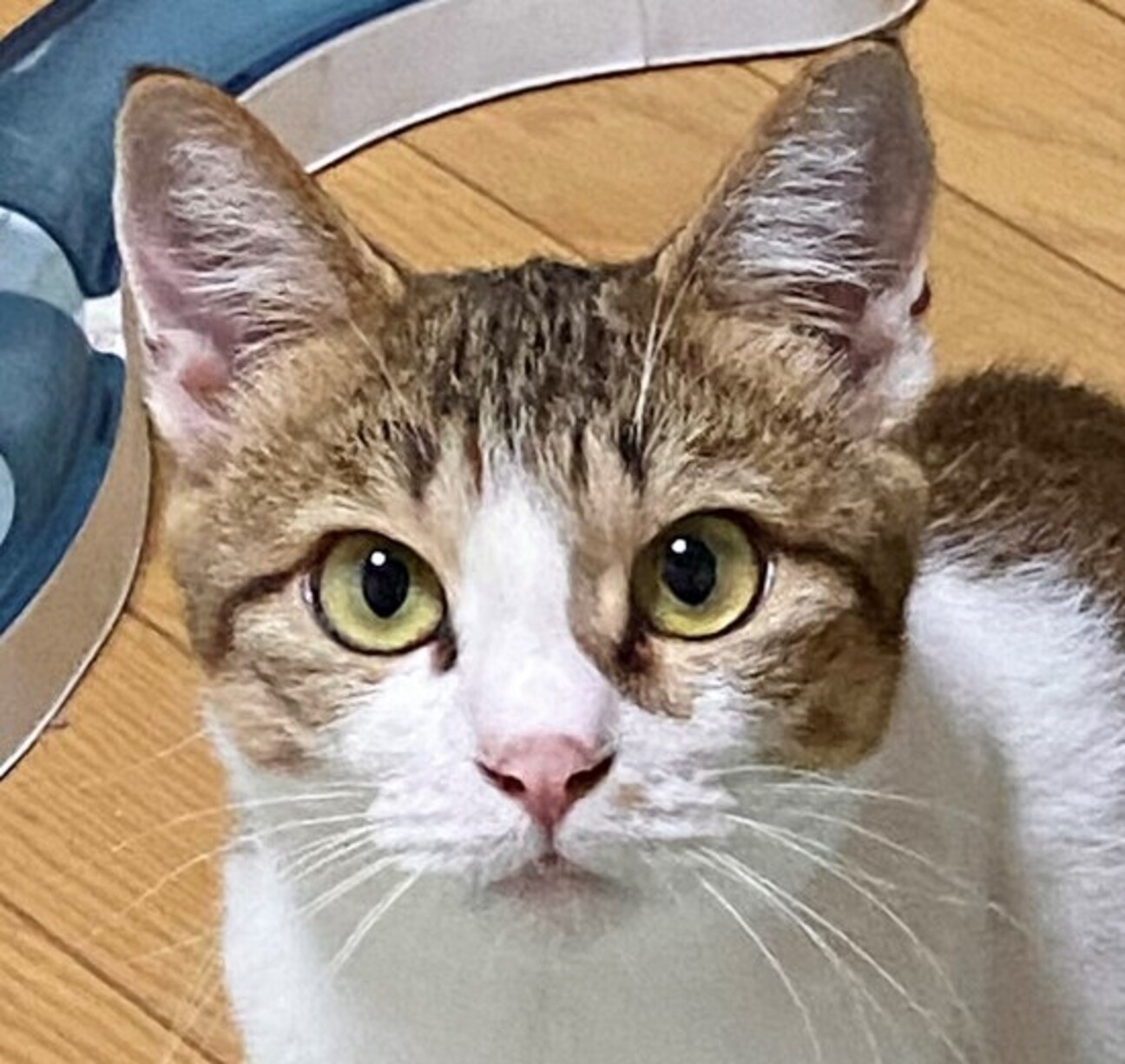 単頭飼ok 好奇心旺盛 埼玉県 猫の里親募集 3808 ペットのおうち 月間利用者150万人