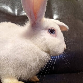 里親が決定致しました！