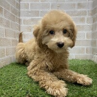 ヴォン
