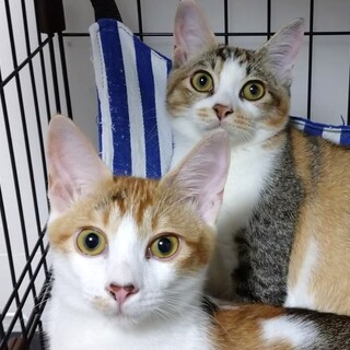 【11/21芝浦】スイーツ4兄妹 女の子ペア