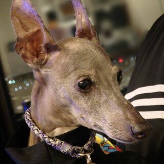 人にベッタリ甘えん坊　イタグレ♂アスター