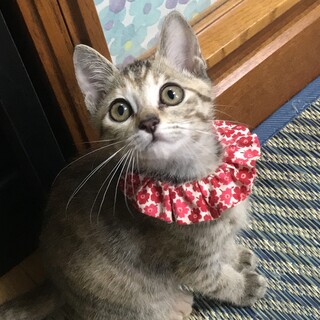 丸顔で可愛い♡キジトラさらちゃん