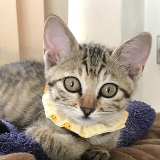 可愛いお世話好き♡キジトラになちゃん