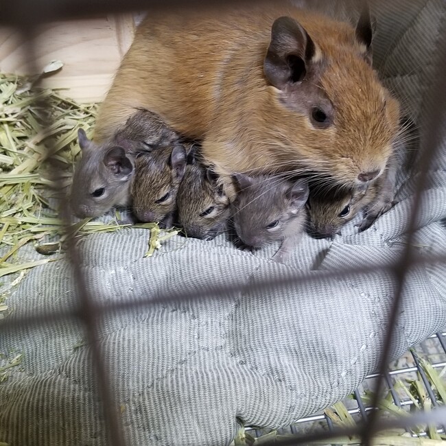るぅあおのカバー写真