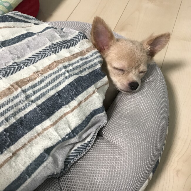☆クゥちゃん☆のカバー写真