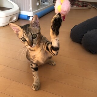 瞳が大きい甘えん坊の男の子