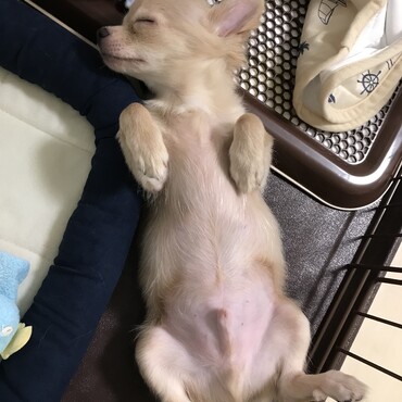 へそ天