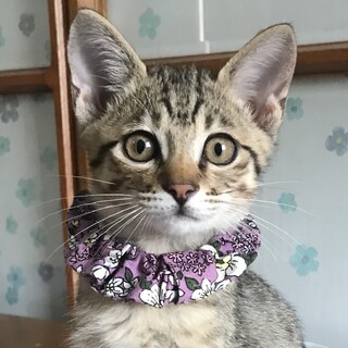 ヤンチャなオレ様♡キジトラ ジェイくん