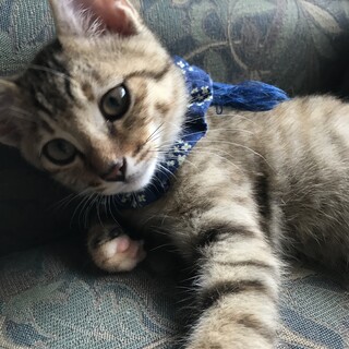 すりすり甘えっ子♡キジトラさとちゃん