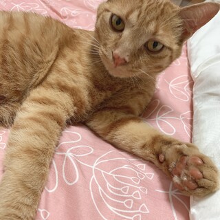 甘えん坊の茶トラ