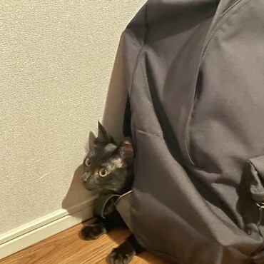 リュックのかげから