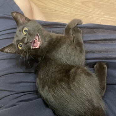 ミャーーー！！