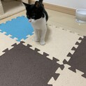 雑種の子猫募集