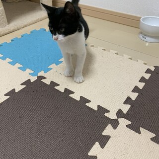 雑種の子猫募集