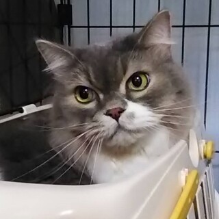 おっとり立ち耳スコのレオさん９歳！