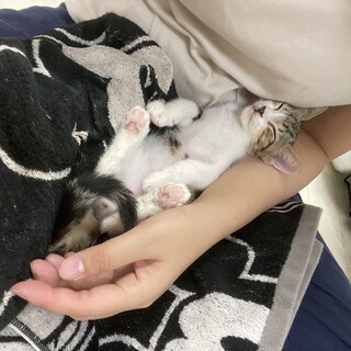 【告知事項あり】とっても小柄な　ぐらくん♂ 2ヶ月