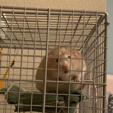 まる！
