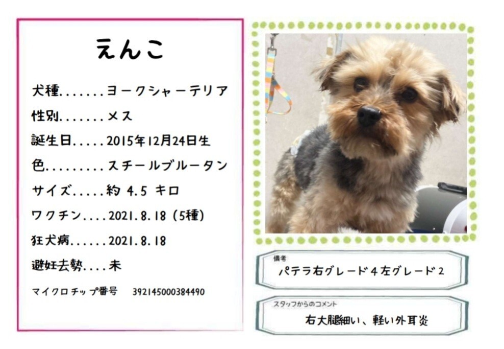 えんこ テディベアみたい 東京都 犬の里親募集 ペットのおうち 月間利用者150万人