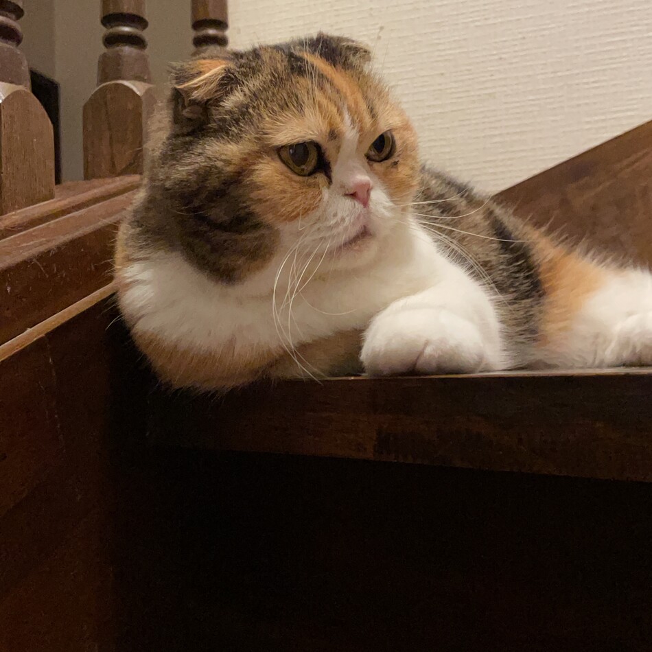 ジュンジュンのカバー写真