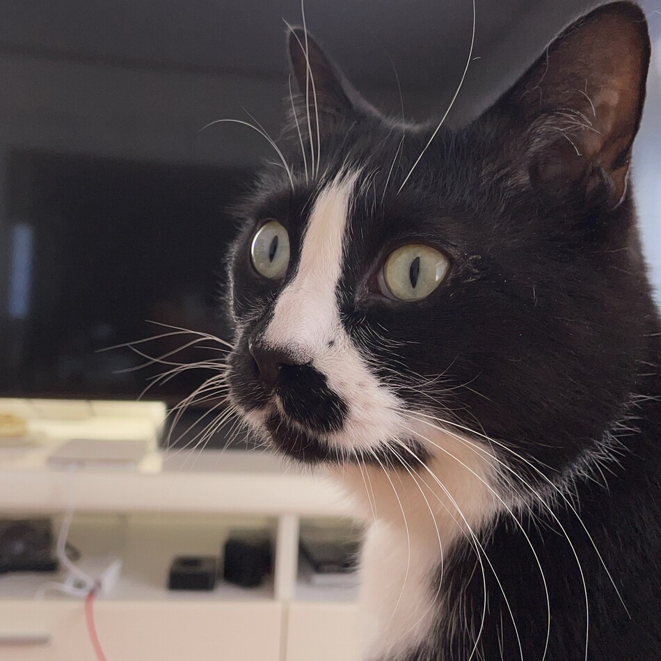 小次郎のカバー写真