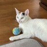 いくら