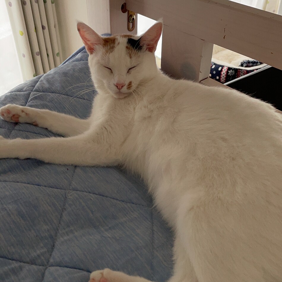 いくらのカバー写真
