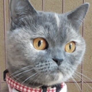 保護猫ナンバーＣ８３　ブリティッシュショートヘア