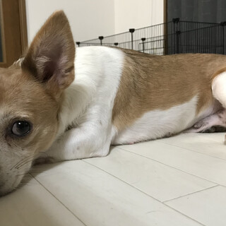 ミニピン✖️コーギーのミックス　大人しいピンちゃん