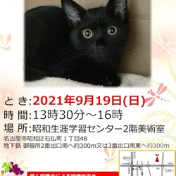 保護猫の譲渡会