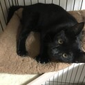 人懐っこい黒猫くん