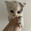 かわいい1ヶ月の子