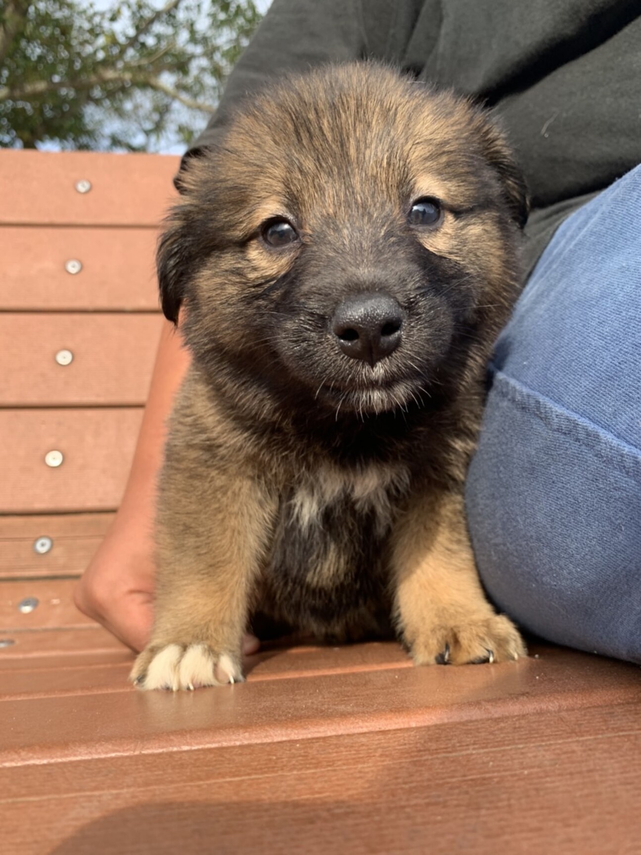 ナムちゃん ２ヶ月 広島県 犬の里親募集 ペットのおうち 月間利用者150万人