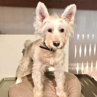 お利口さんになって幸せ探し中