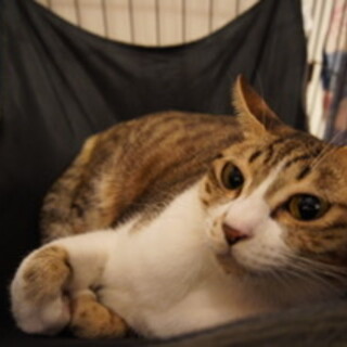 アイアイ顔のお茶目な女の子