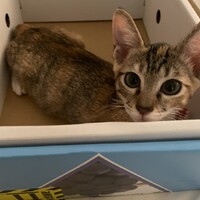 五月（いつき）