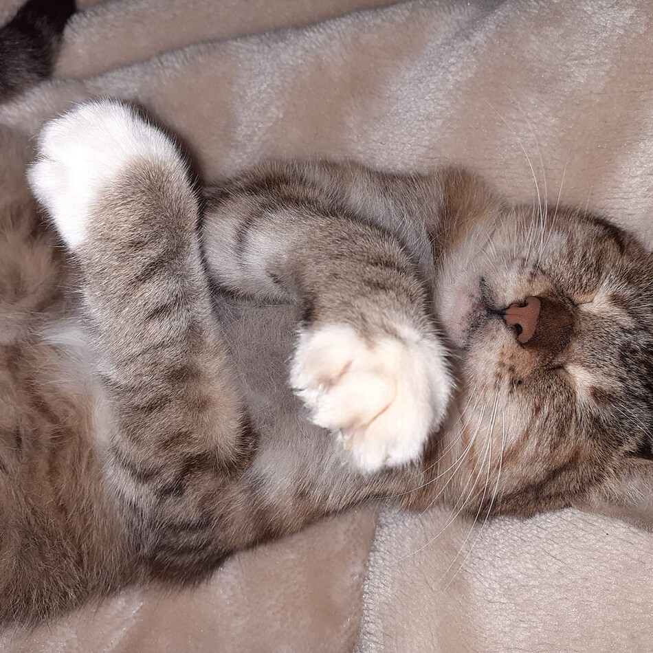 みーちゃんのカバー写真