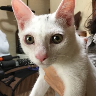 12日譲渡会参加予定☆穏やかなタロウ君