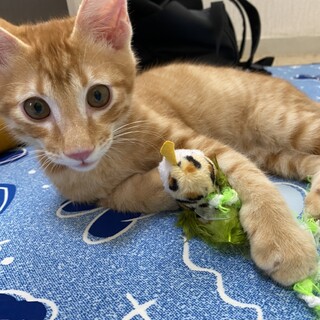 元気いっぱい！わんぱくな男の子ベルくん