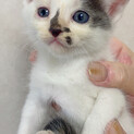 子猫ミケ1匹メス、急募！