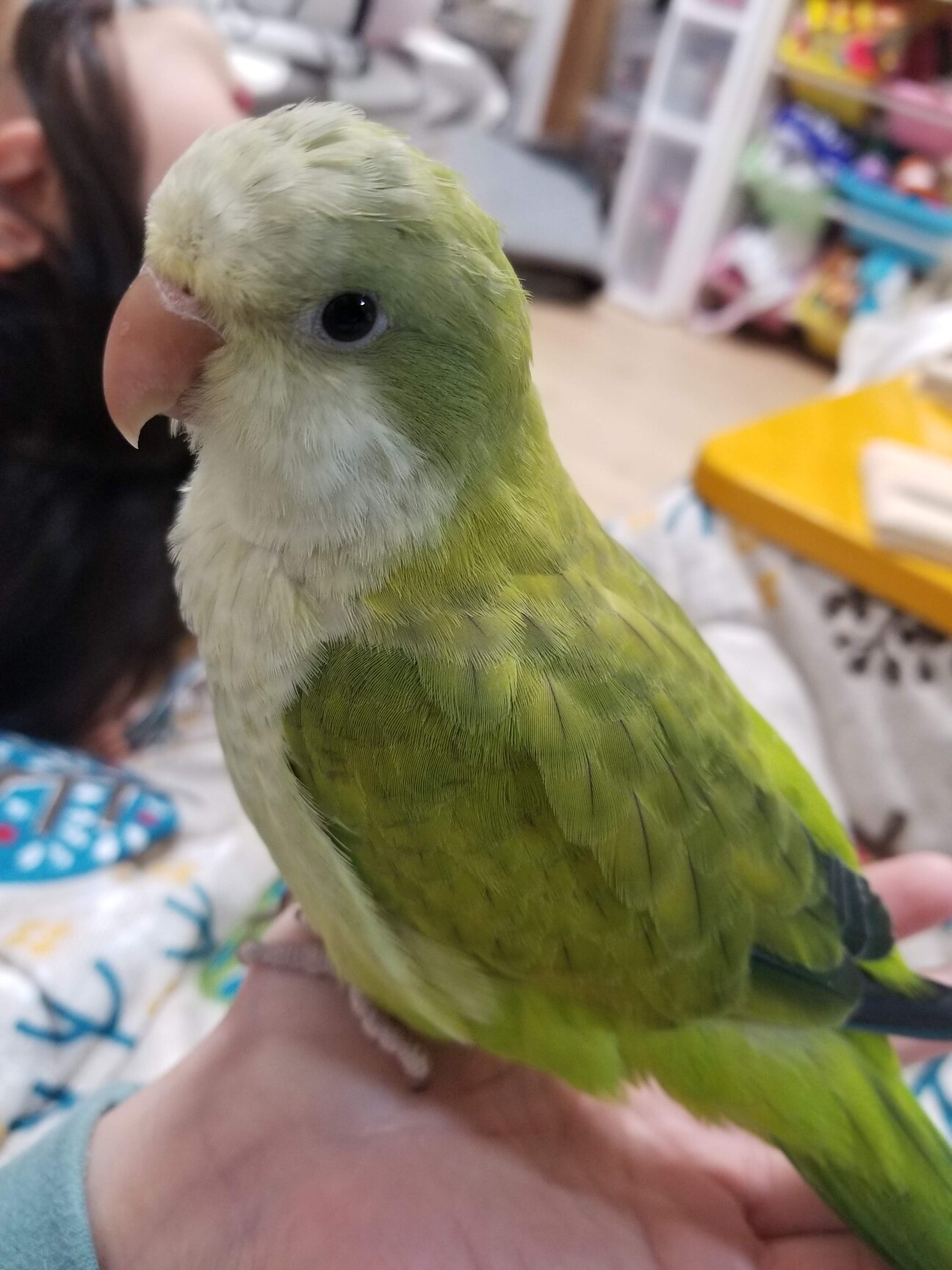 オキナインコ 元手乗り 女の子 徳島県 鳥の里親募集 ペットのおうち 月間利用者150万人
