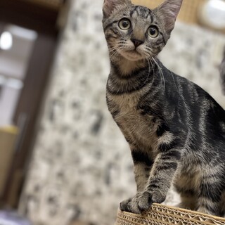 【5ヶ月♂】タビーが見事な　ぐり君