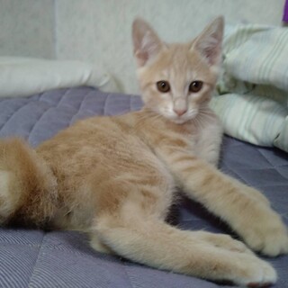 里親様募集！可愛い猫ちゃん