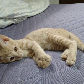 里親様募集！可愛い猫ちゃん