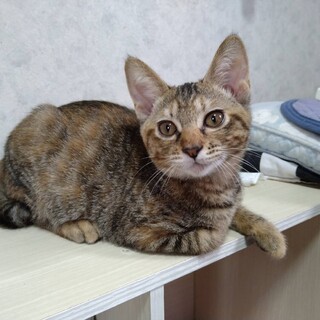 里親様募集！メス猫ちゃん