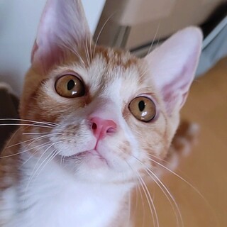 (ﾄﾗｲｱﾙ中)喉ゴロゴロ～『福ちゃん』