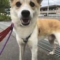 お山育ちの雑種犬　５歳くらいのオス