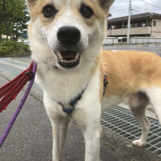 お山育ちの雑種犬　５歳くらいのオス