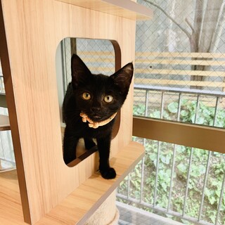 お膝が大好き♡人慣れ抜群な子猫